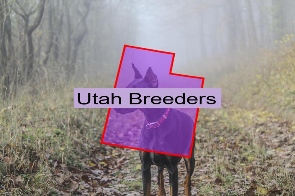 Reputable Doberman Pinscher Breeders in Utah Prices of Their Puppies