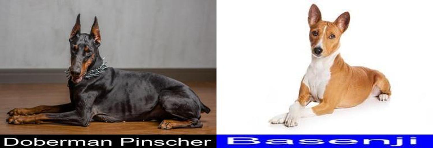 Differences and Similarities between the Doberman Pinscher and the